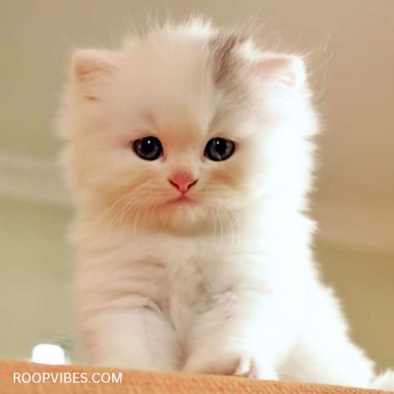 Cute Milk White Kitten