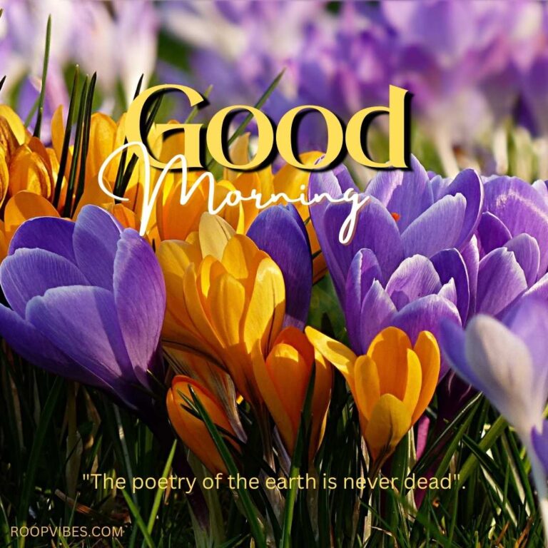 Closeup Of Orange And Purple Flowers With A Good Morning Wish And Quote