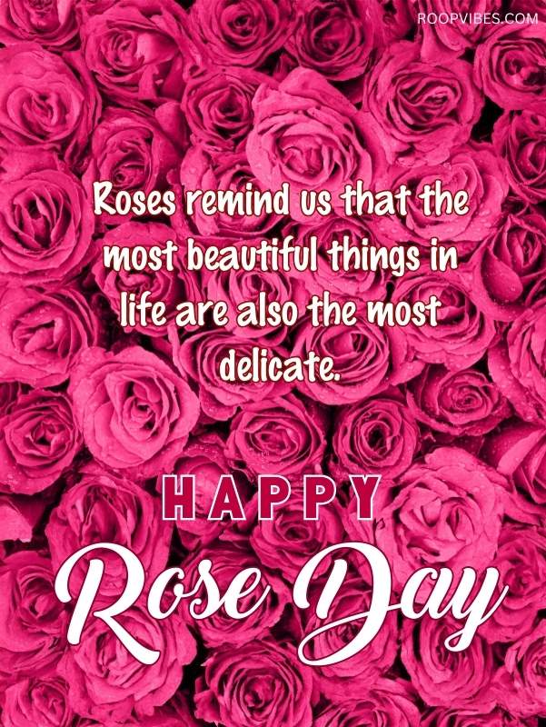 Rose Day Wishes | Roopvibes