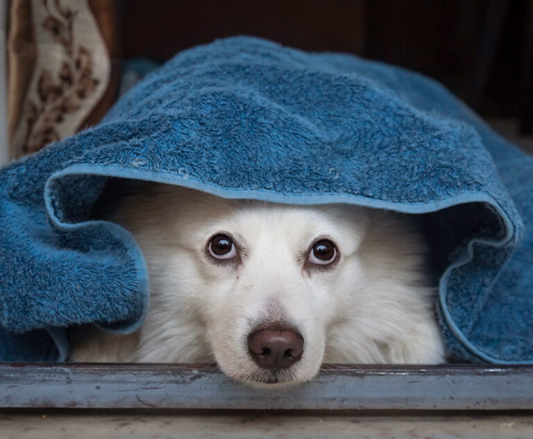 Depressed White Spitz Dog Under A Blue Blanket Looking Sad