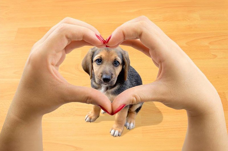 Cute Dog Framed In A Heart Shape Made With Hands, Symbolizing Love And Care For Pets