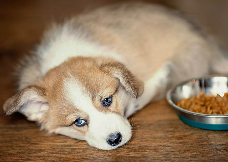 Unhappy Corgi Puppy Lying Next To A Food Bowl Without Eating