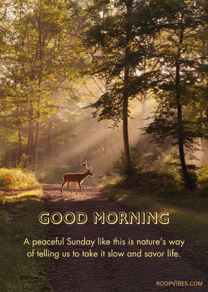 A Deer Standing On A Serene Forest Trail, Surrounded By Morning Sunlight Streaming Through The Trees, With Good Morning Sunday Wishes.