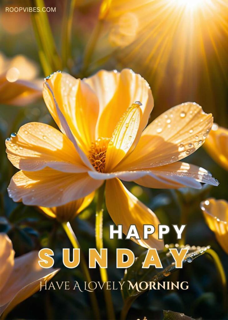 A Blooming Yellow Flower In Bright Sunlight With Petals Covered In Morning Dew With The Text ‘Happy Sunday - Have A Lovely Morning.'