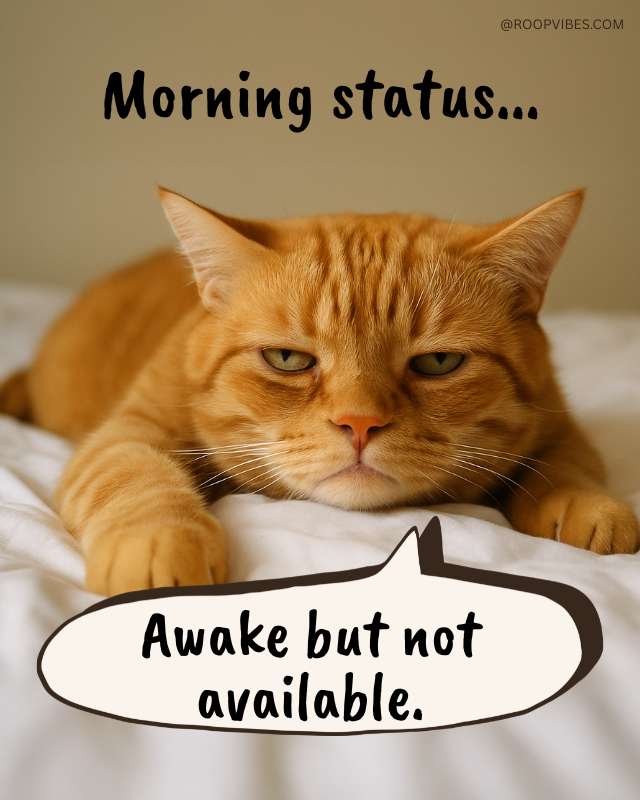 Cat Good Morning Meme | Roopvibes